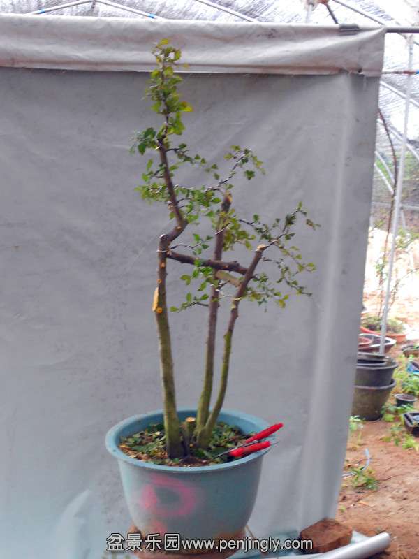 DSCN2145_.jpg