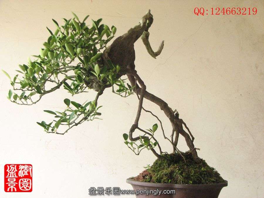 IMG_0918_.jpg