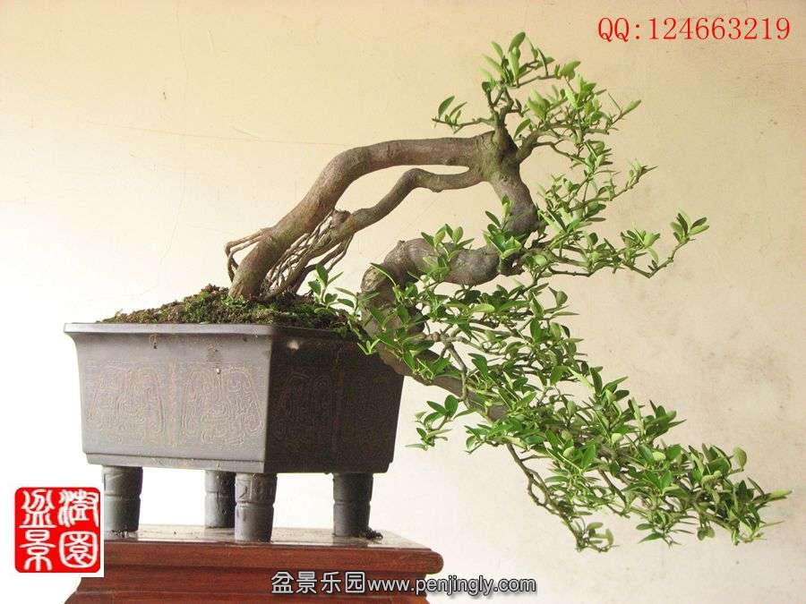 IMG_0939__.jpg