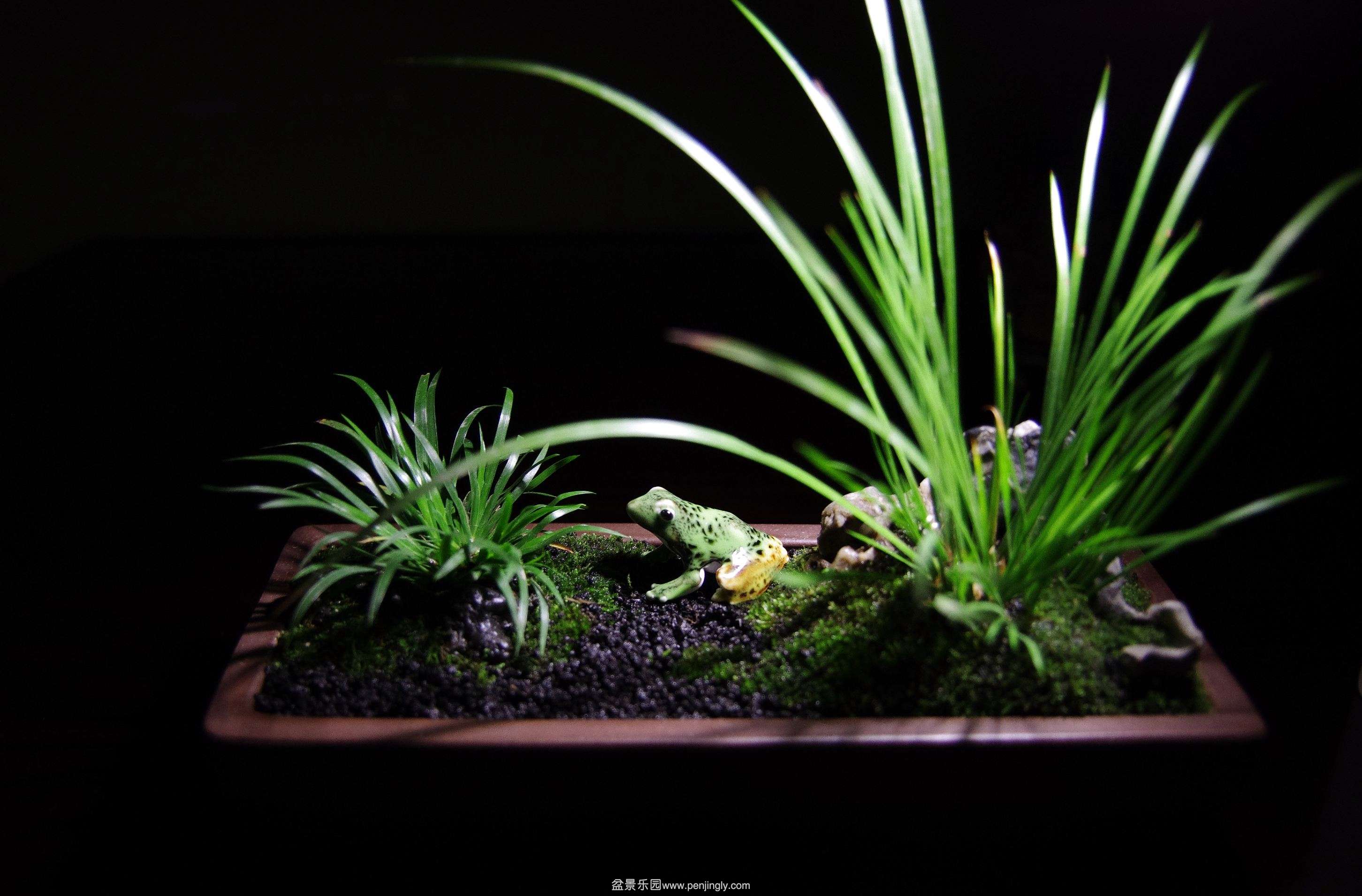 IMGP4404_conew1.jpg
