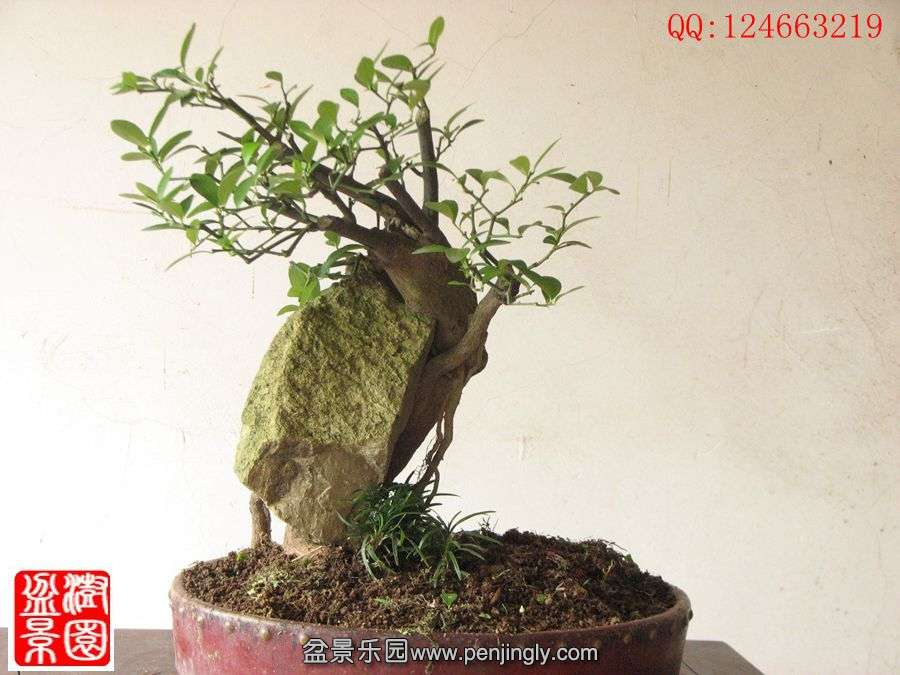 IMG_0953__.jpg