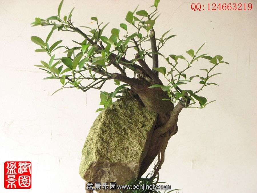 IMG_0954_.jpg