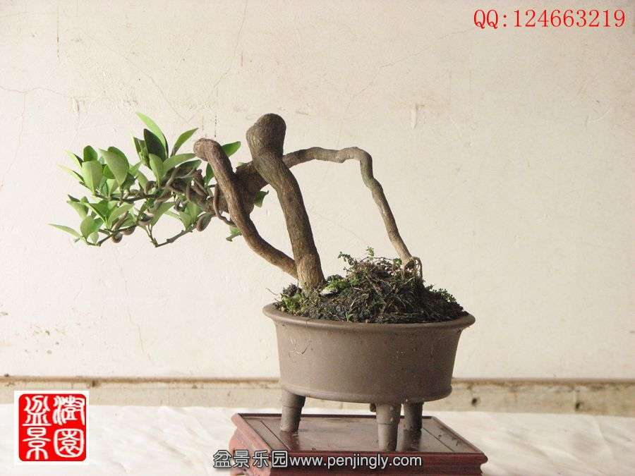 IMG_0987__.jpg