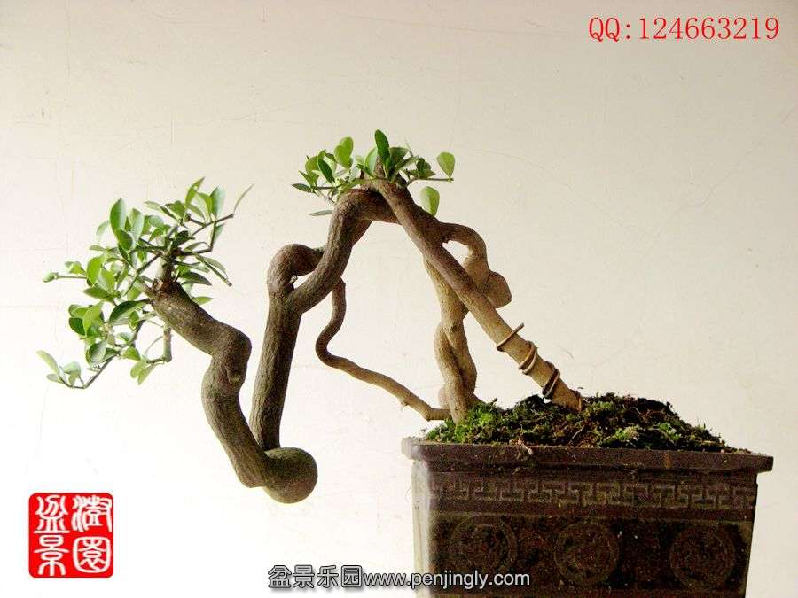 IMG_0993__.jpg