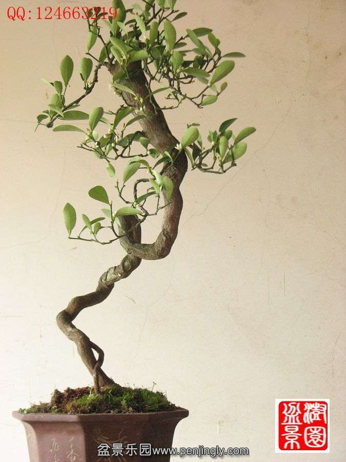 IMG_1013_.jpg