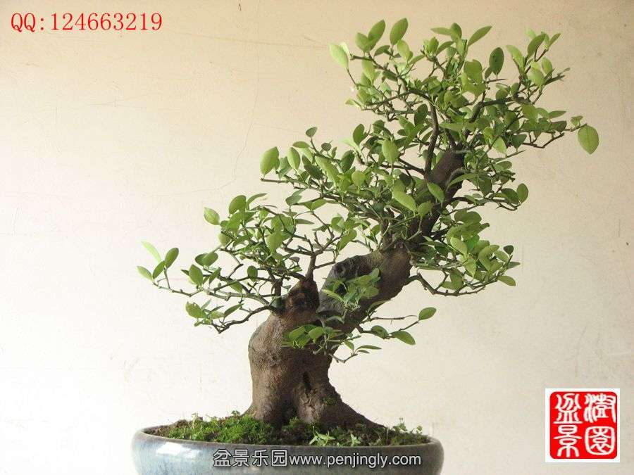 IMG_1020__.jpg