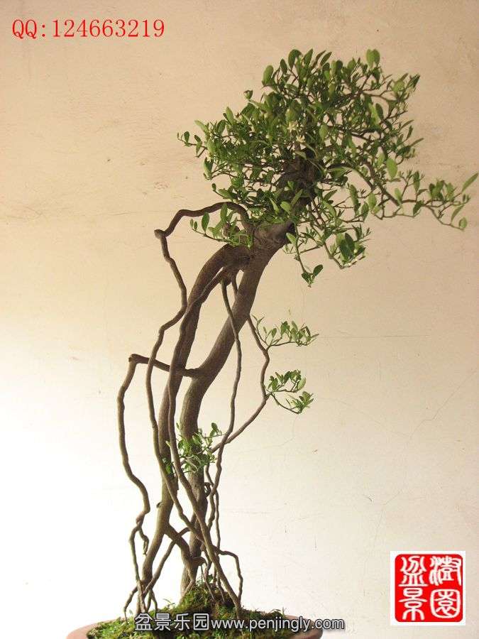 IMG_1033__.jpg