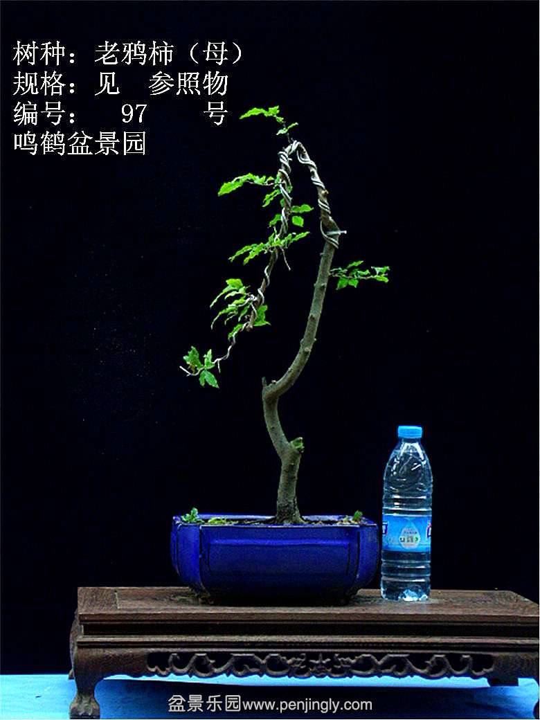 GEDC1173.JPG