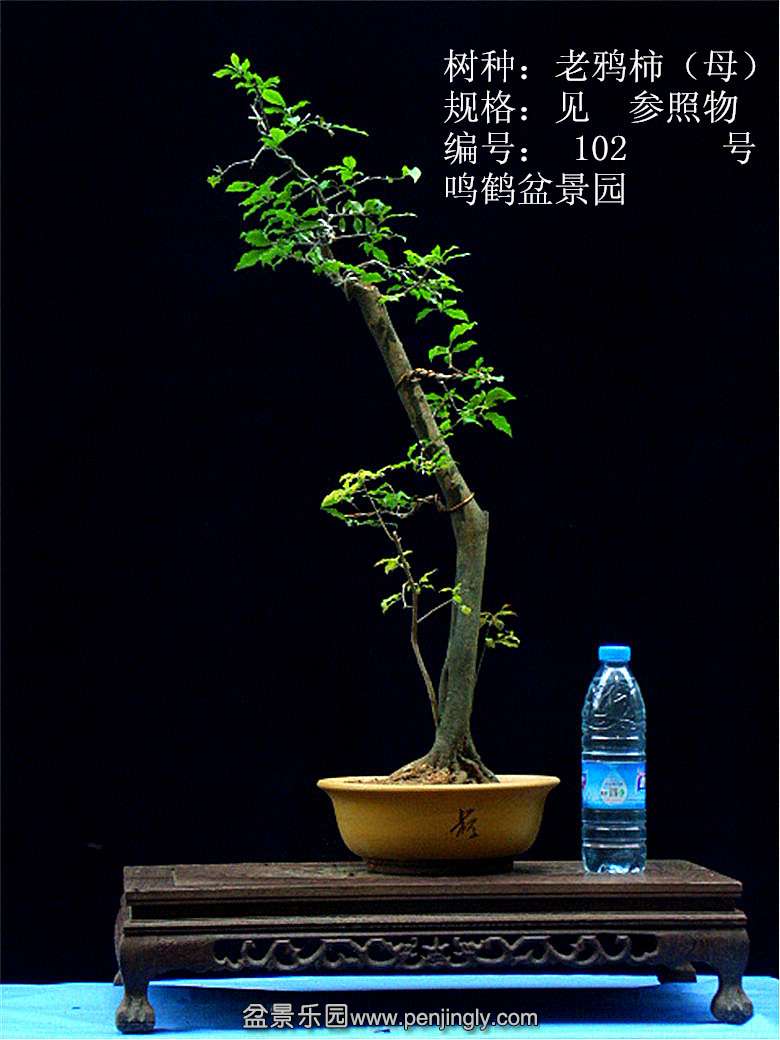 GEDC1184.JPG