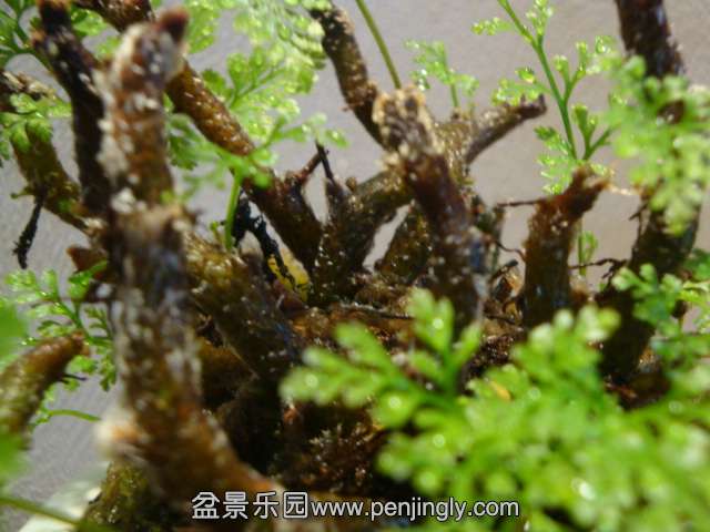 DSC01347.JPG