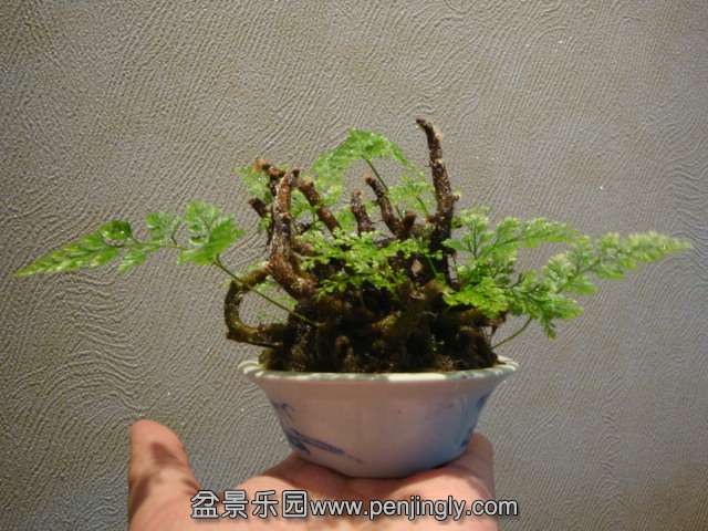 DSC01348.JPG