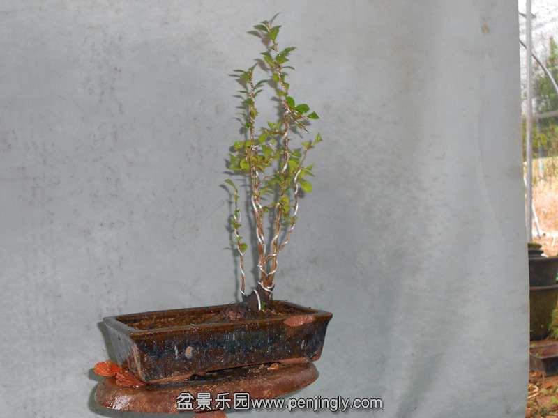 DSCN2221_.jpg