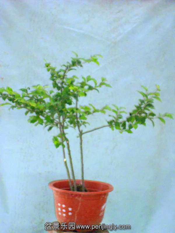 DSCN2229_.jpg