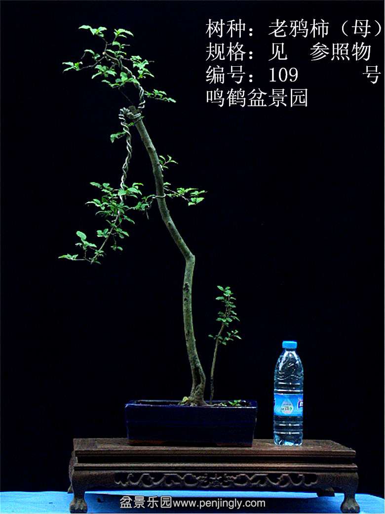 GEDC1202.JPG