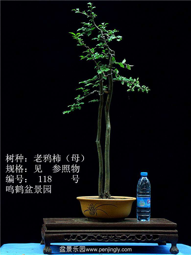 GEDC1228.JPG