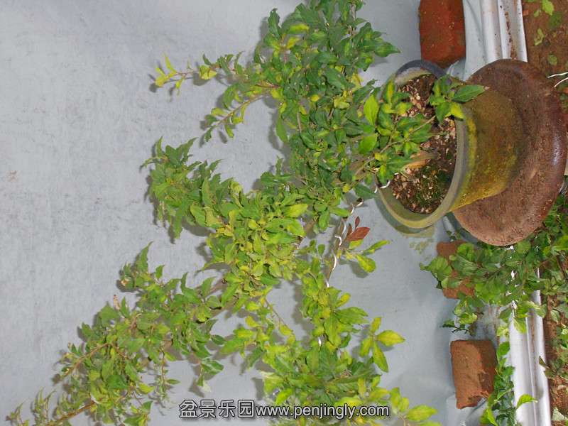 DSCN2236_.jpg