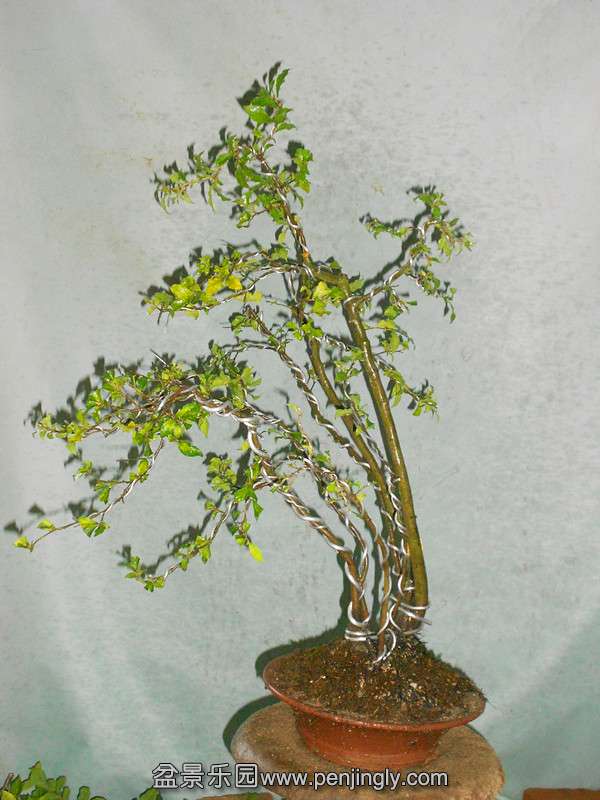 DSCN2237_.jpg
