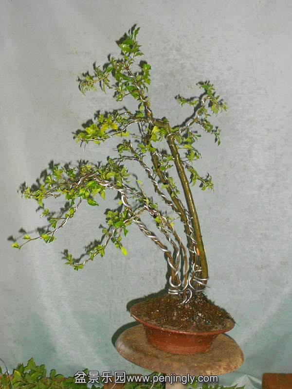 DSCN2238_.jpg