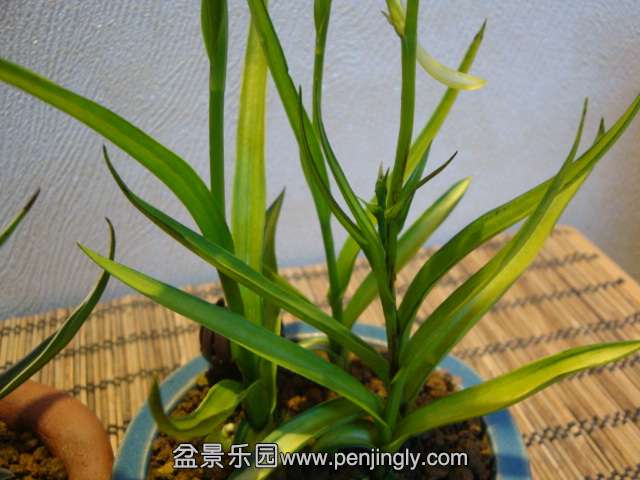 DSC01376.JPG