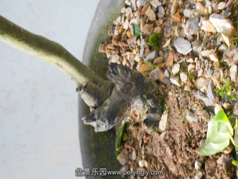 DSCN2247_.jpg