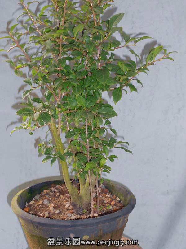 DSCN2248_.jpg