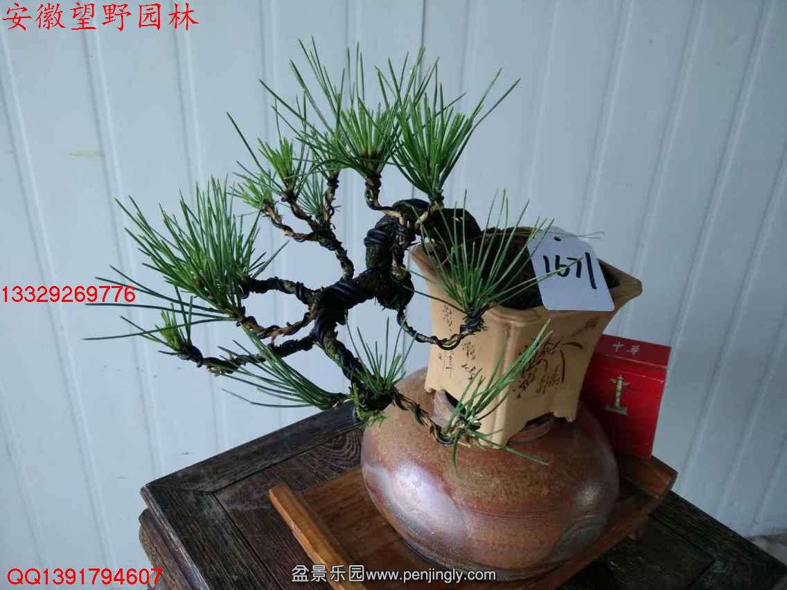 17ECF657C0D57ABB37A4CA99B95B59E3.jpg