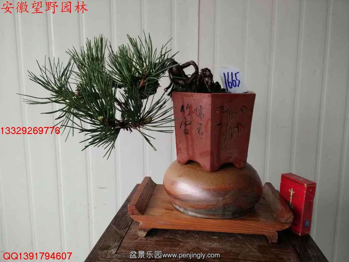D1474B9F0DBAD37DC92E9FC2B5278734.jpg