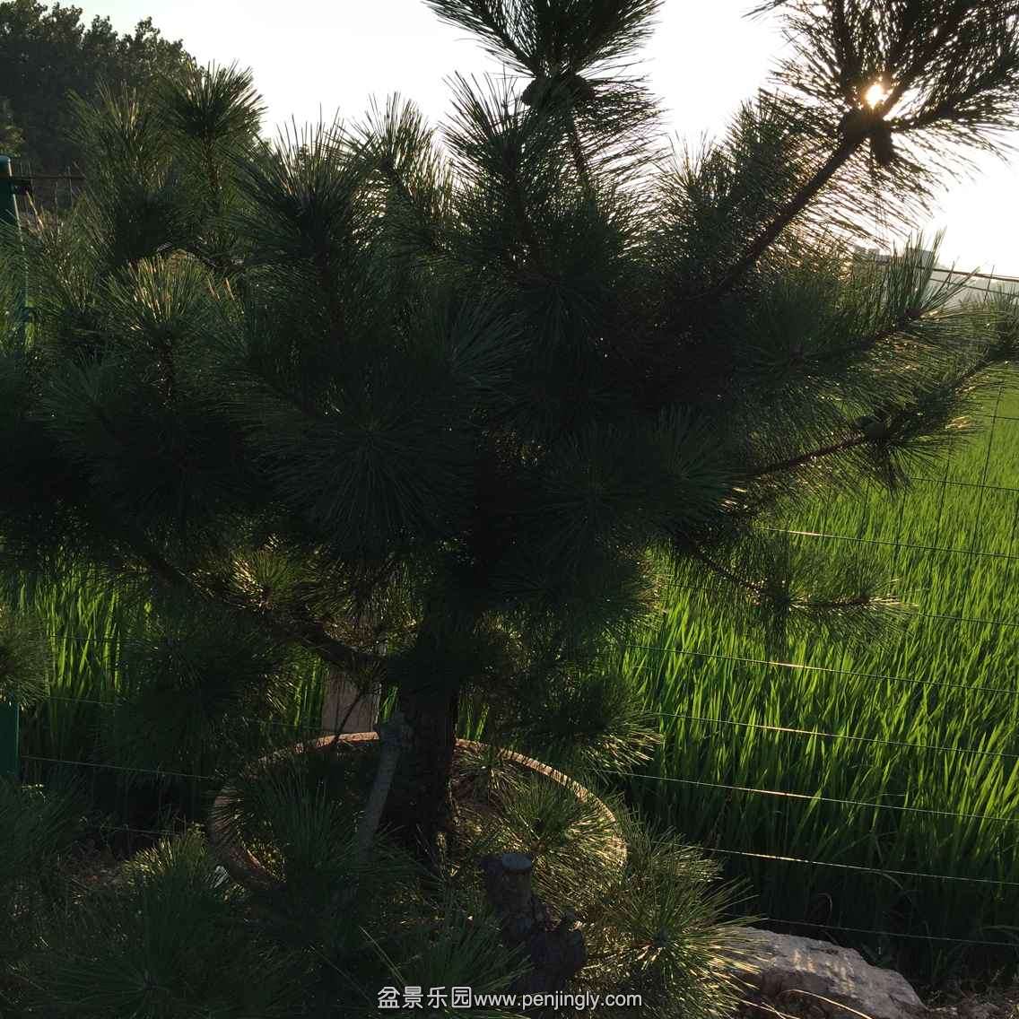 C0DAC0618D8677AB22461BA520C7FE7B.png
