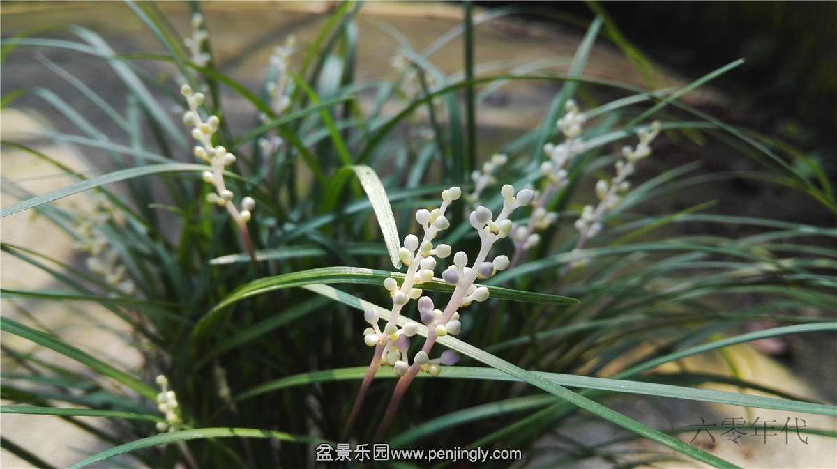 小草-2