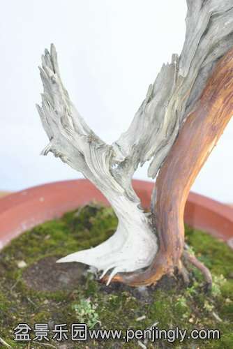 DSC_0377.JPG2.JPG