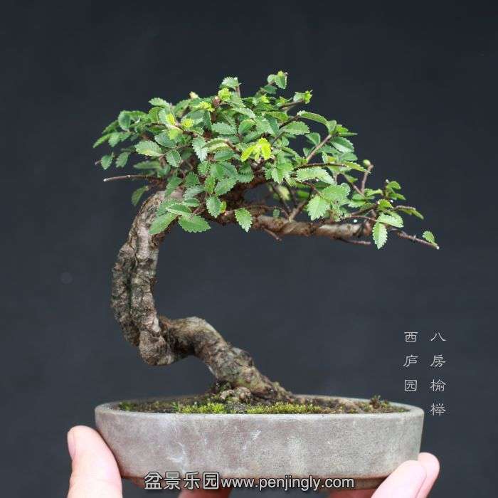 bonsai15080516.jpg