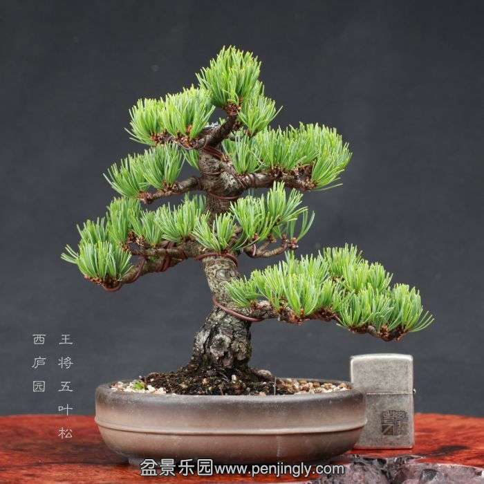 bonsai15080517.jpg