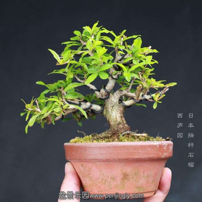 bonsai15080525.jpg