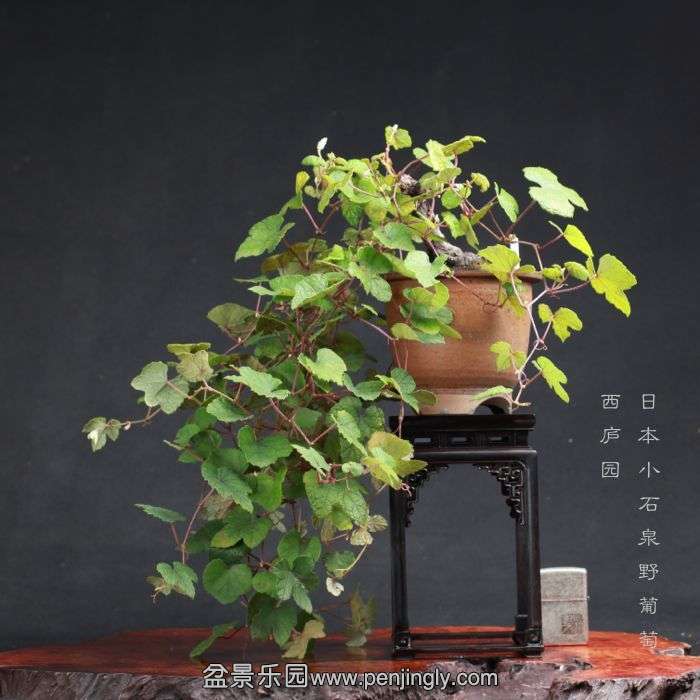 bonsai15080527.jpg