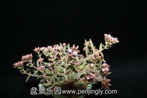 IMG_7782 - .JPG