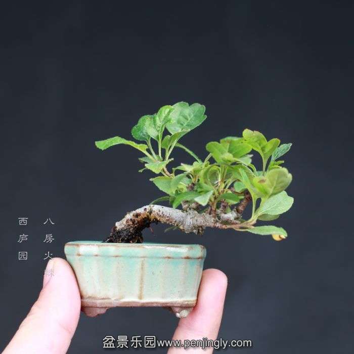 bonsai15080715.jpg