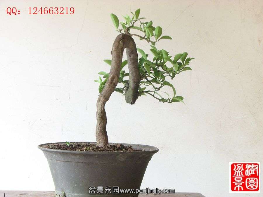 IMG_1525_副本.jpg