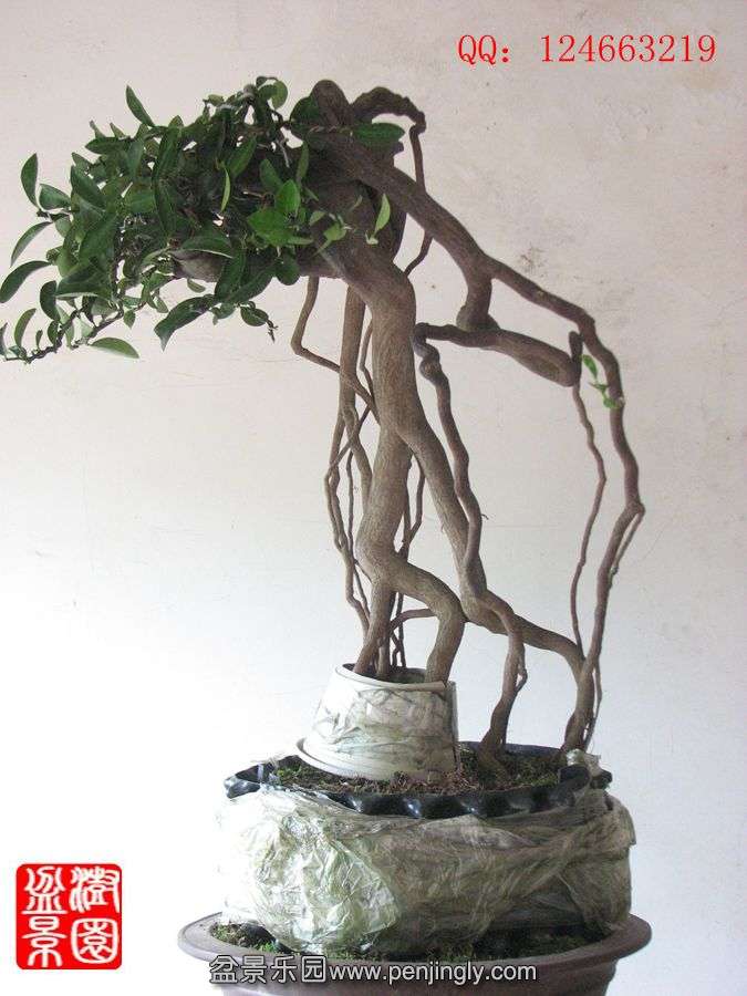 IMG_1585__.jpg