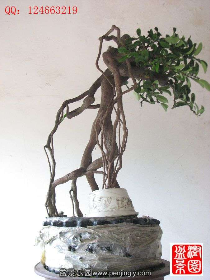 IMG_1587__.jpg