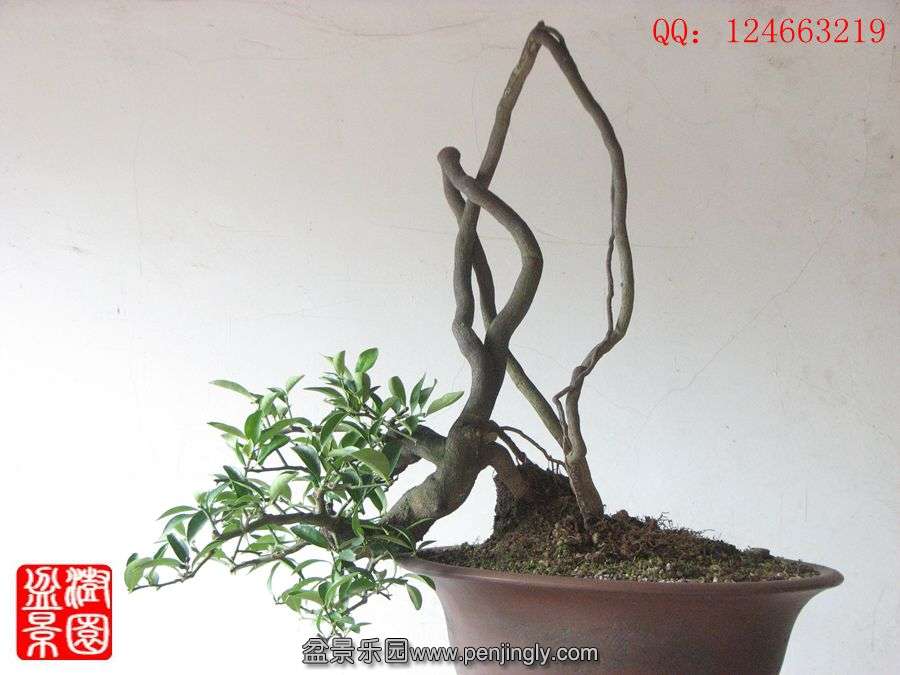 IMG_1593_副本_副本.jpg