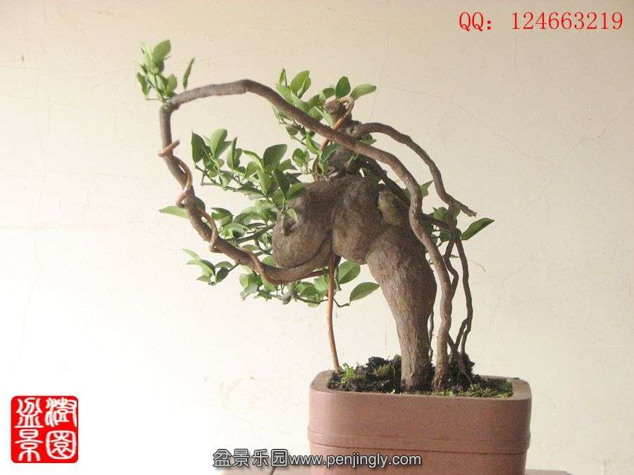 IMG_1611__.jpg