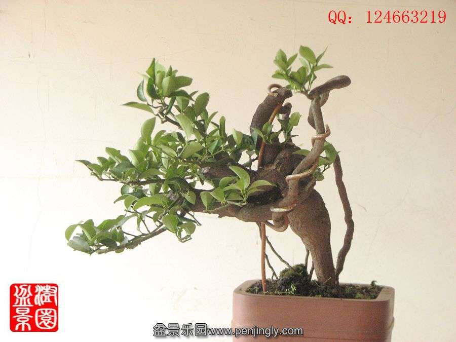 IMG_1613__.jpg