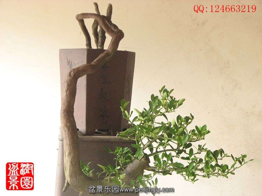 IMG_1626_.jpg