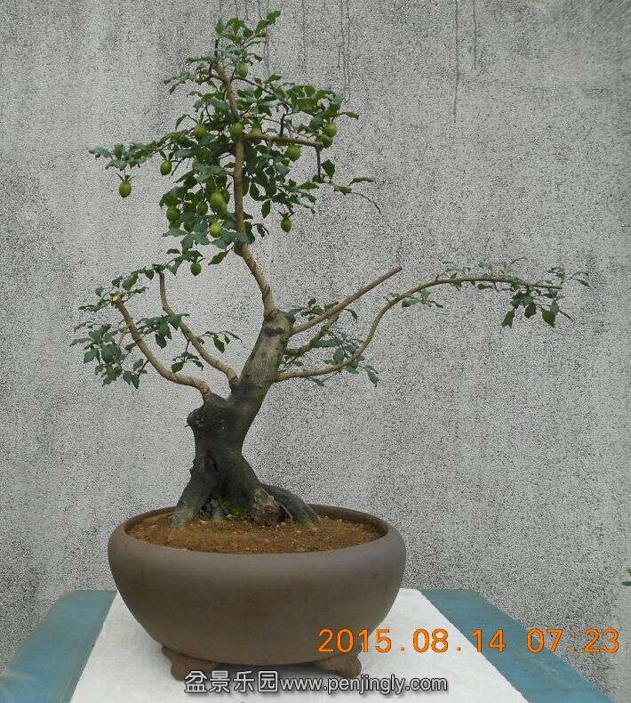 55޼衾1.jpg