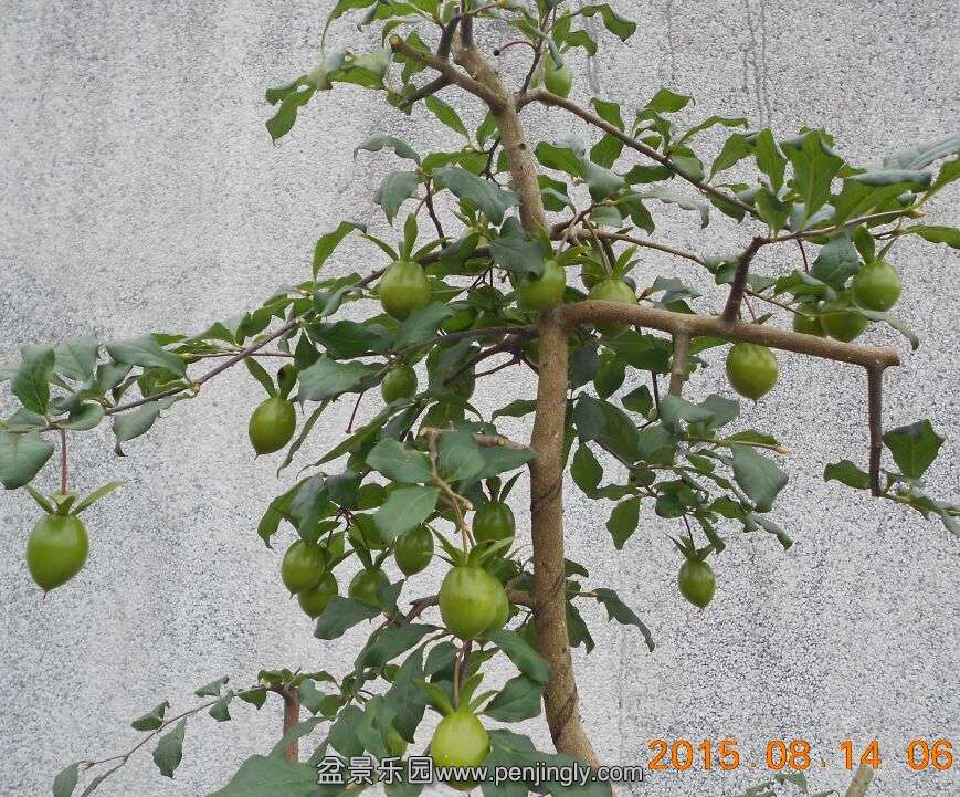 55޼衾5.jpg