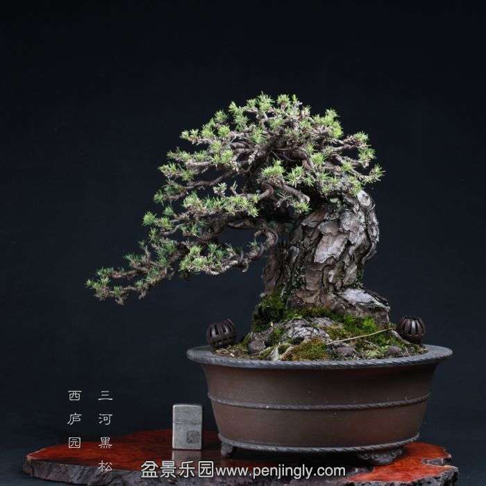 bonsai15081401.jpg