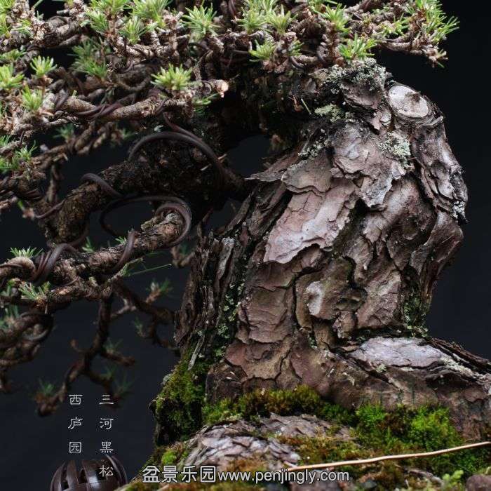 bonsai15081402.jpg