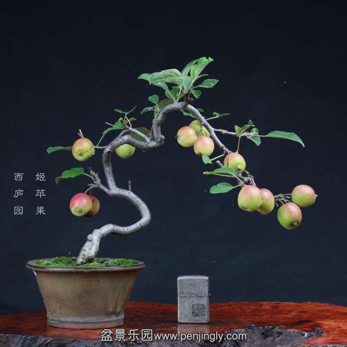 bonsai15081404.jpg