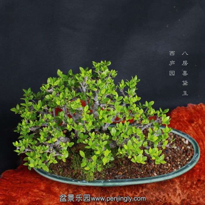 bonsai15081409.jpg