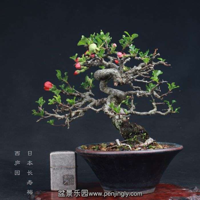 bonsai15081411.jpg